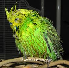 Budgie loves a bath in the hot weather