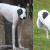 Rampur Greyhound Running Rampur Greyhound Running