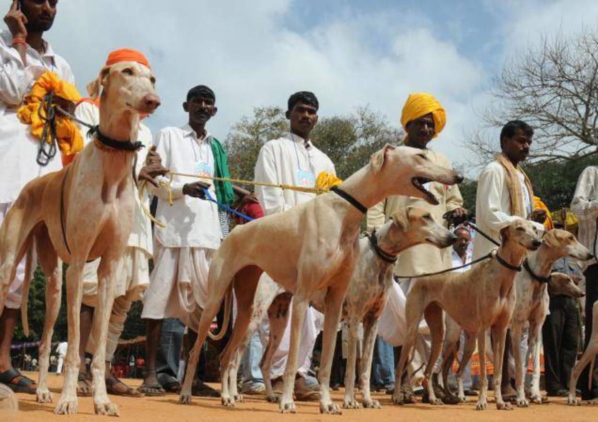 The Hunting Dogs of India HubPages