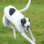Rampur Greyhound Running Rampur Greyhound Running