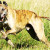 Bengal Hound OR Sarail Hound Bengal Hound OR Sarail Hound