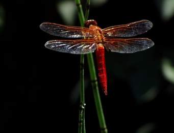 colorful dragonfly