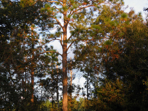 Pix from my back yard