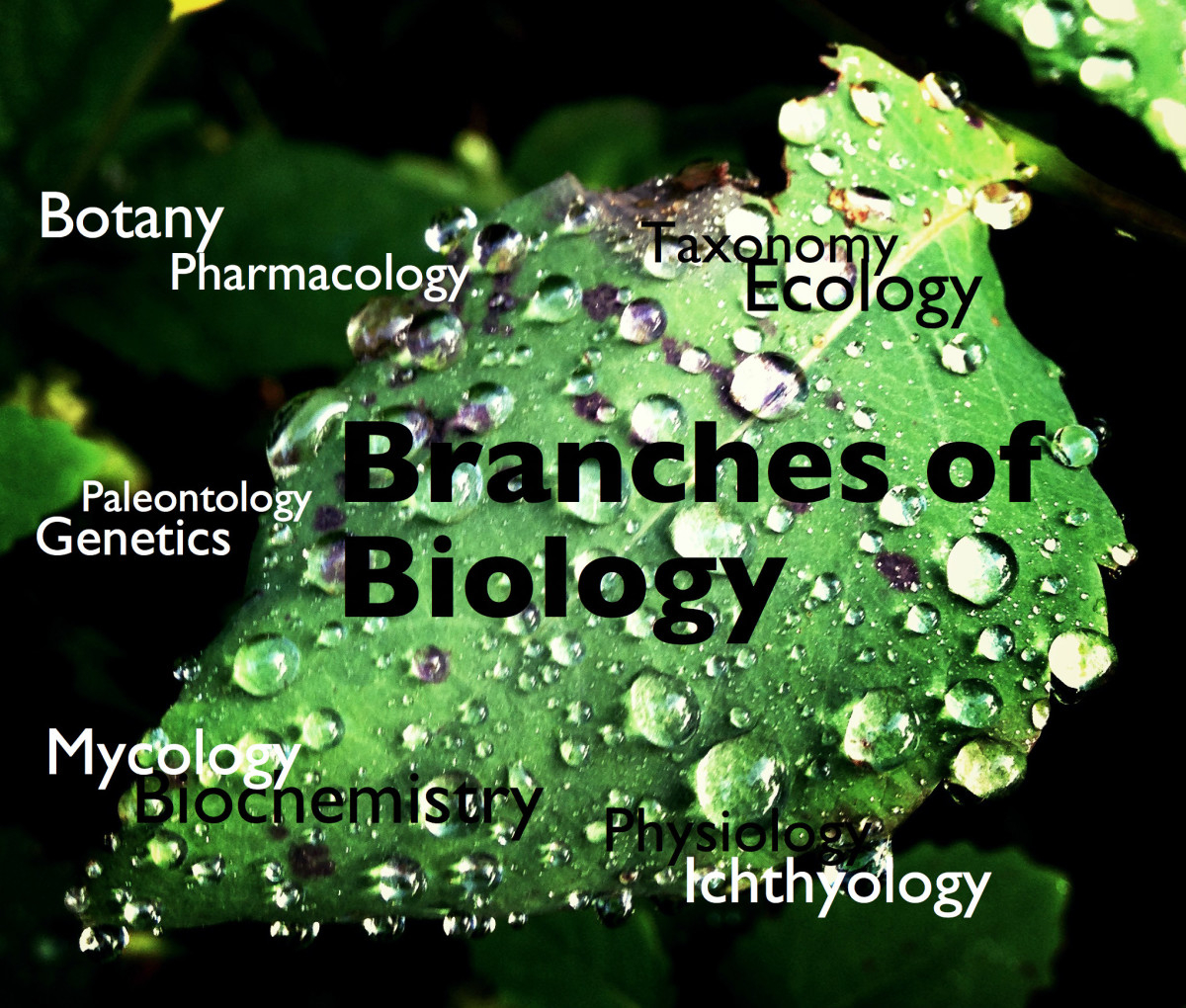 three branches of biology