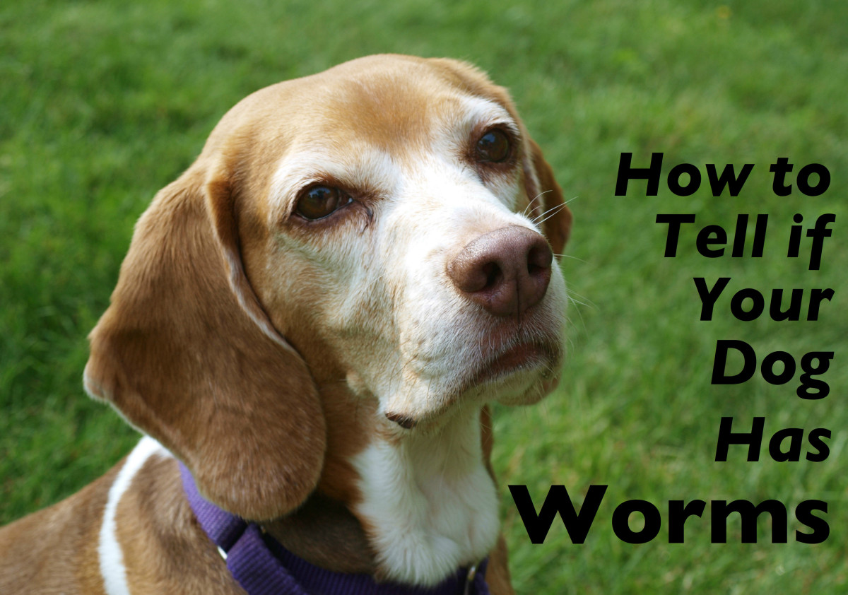 How To Tell If Your Dog Has Worms Pethelpful