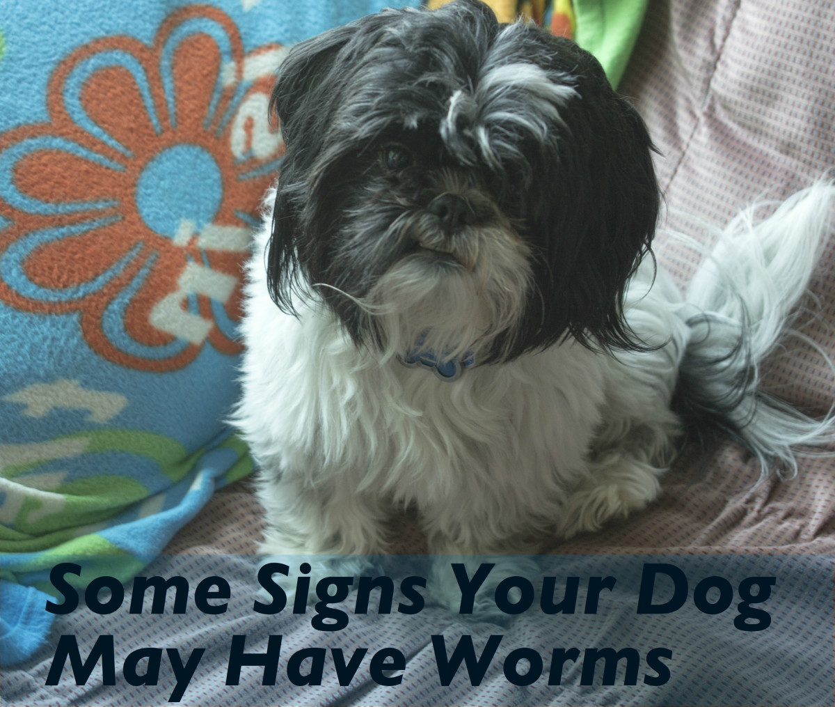 How To Tell If Your Dog Has Worms Pethelpful
