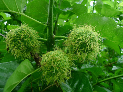 Hedge apples before fruit is mature.
