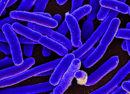 We have bacteria cells