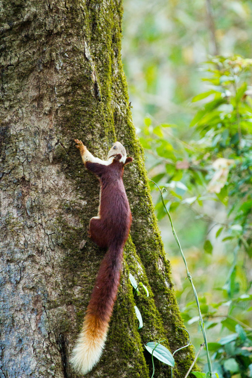 Malabar Giant Squirrel - one of the largest arboreal squirrel species in world.