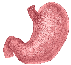 Human stomachs have Hydrochloric Acid