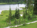 Plant a Tree In Memoriam for the Environment