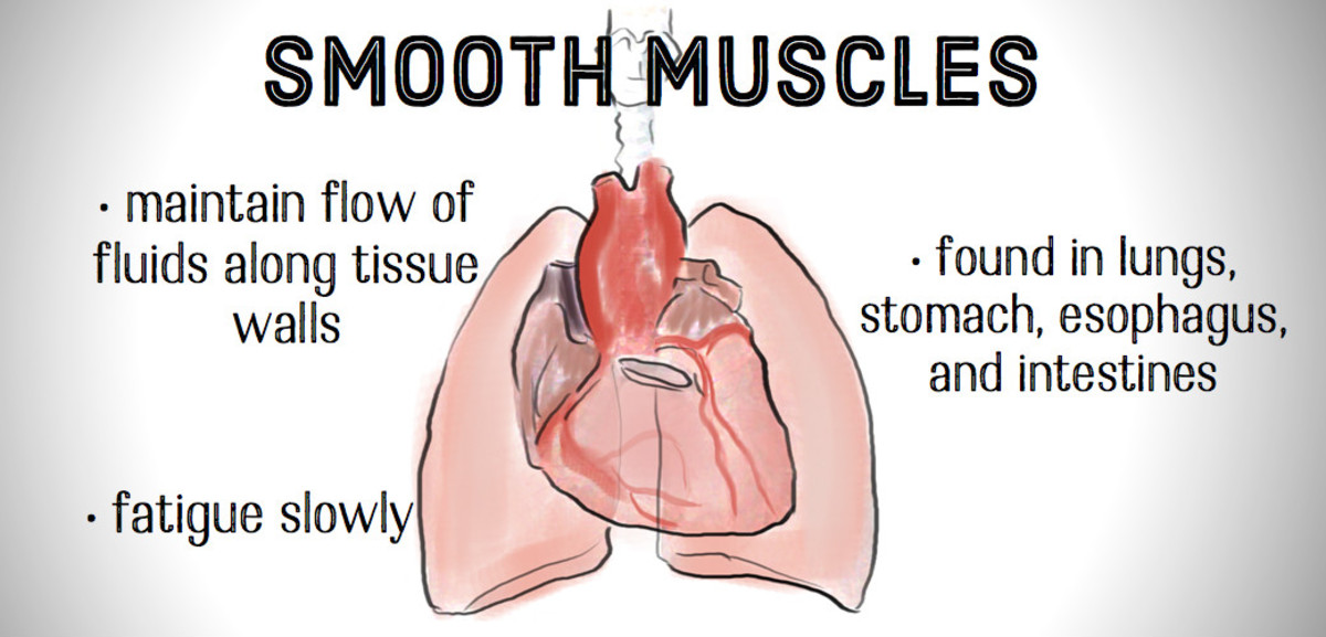 Smooth muscles are found in the walls of hollow structures, including veins and blood vessels.