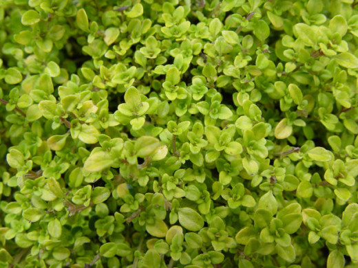 Thyme is easy to grow and prefers dry soil and warm/hot weather. 
