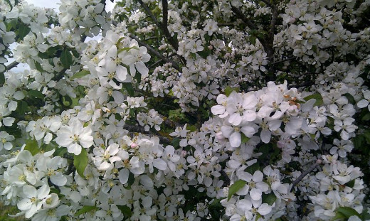 . . . The buildup of water on the pear tree finally gave way and splashed down on the sandy ground, bringing dozens of petals with it.  