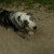 http://www.flickr.com/photos/thetorpedodog/757326535/ http://www.flickr.com/photos/thetorpedodog/757326535/