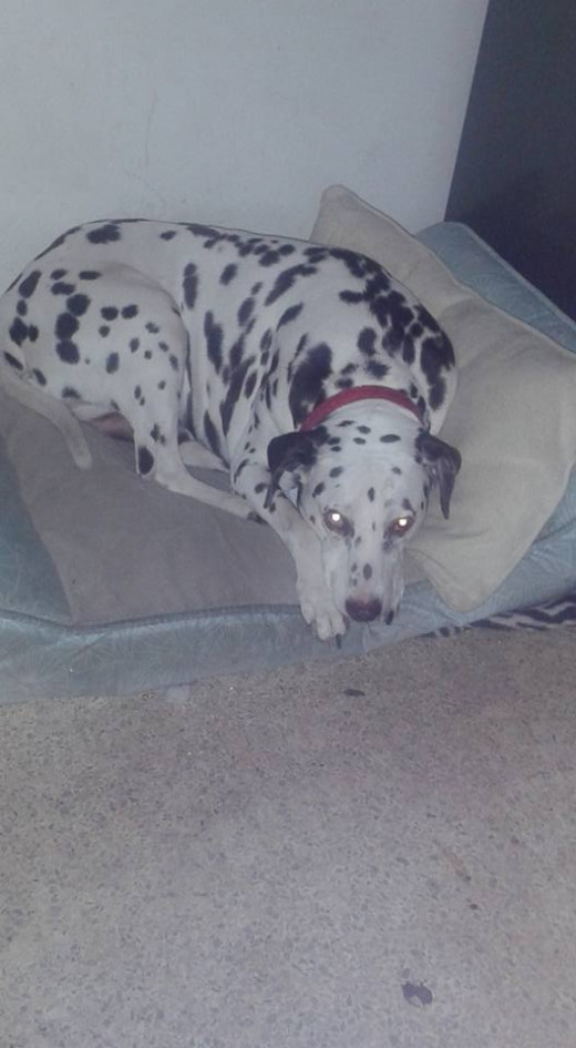 My sweet baby boy Diesel