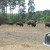 Serengeti Park, Hodenhagen, Germany Serengeti Park, Hodenhagen, Germany