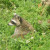 Wisentgehege Springe, Springe, Germany Wisentgehege Springe, Springe, Germany