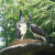 Wisentgehege Springe, Springe, Germany Wisentgehege Springe, Springe, Germany