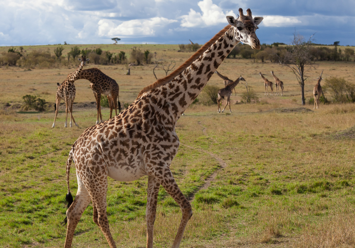 Giraffes at Maasai Mara