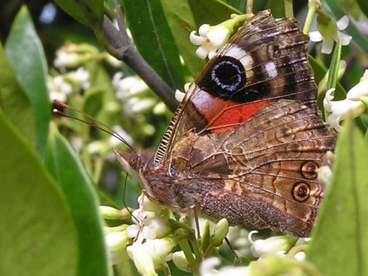 Photo Credit - https://en.wikipedia.org/wiki/New_Zealand_red_admiral