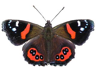 Photo Credit - https://en.wikipedia.org/wiki/New_Zealand_red_admiral
