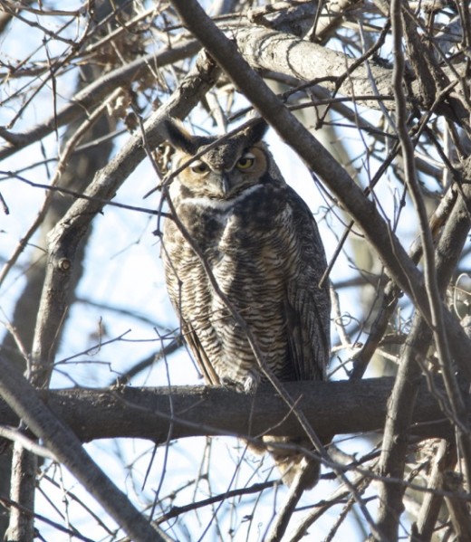 Great Horned Owl Adult