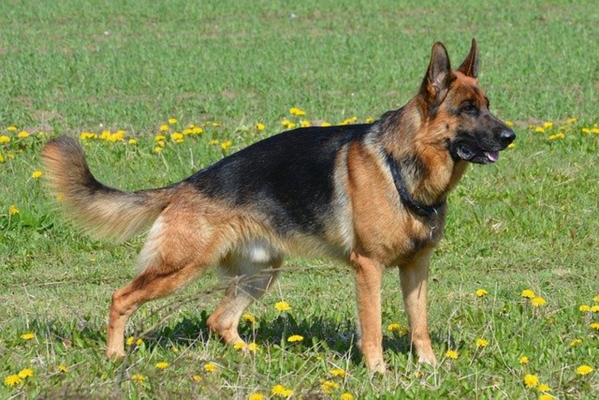 5 Facts About German Shepherd To Know