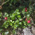 Fresh Cranberries Fresh Cranberries