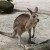 Kangaroo