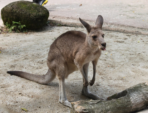 Kangaroo