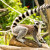 Ring Tailed Lemur