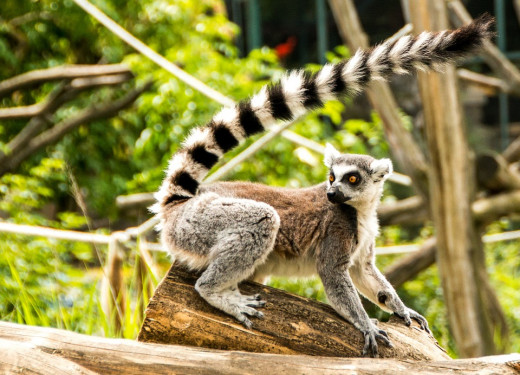 Ring Tailed Lemur