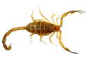 The Bark Scorpion:  Common in Baja and quite venomous, as its weak pincers indicate
