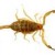 The Bark Scorpion:  Common in Baja and quite venomous, as its weak pincers indicate