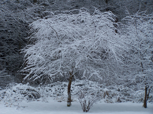 Renewed hope during the winter