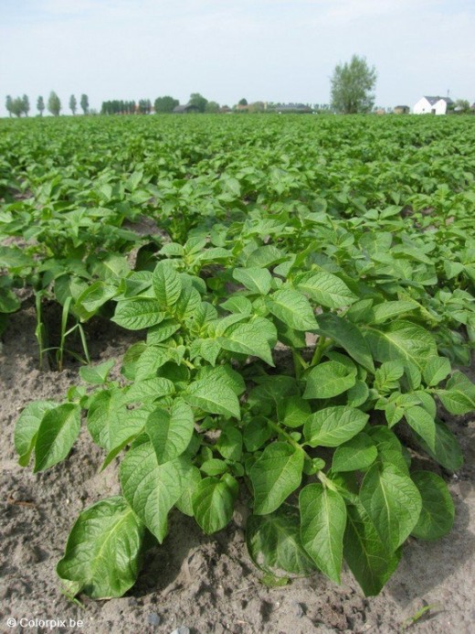 Potato plants