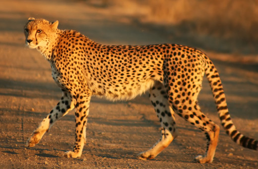 A South African cheetah (A. jubatus jubatus)