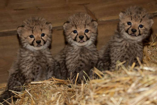 Baby Cheetahs, this is too much cuteness!