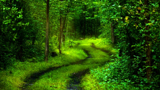 Nature Photo