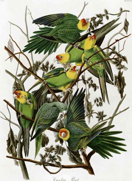 John J. Audubon illustration of Carolina parakeets