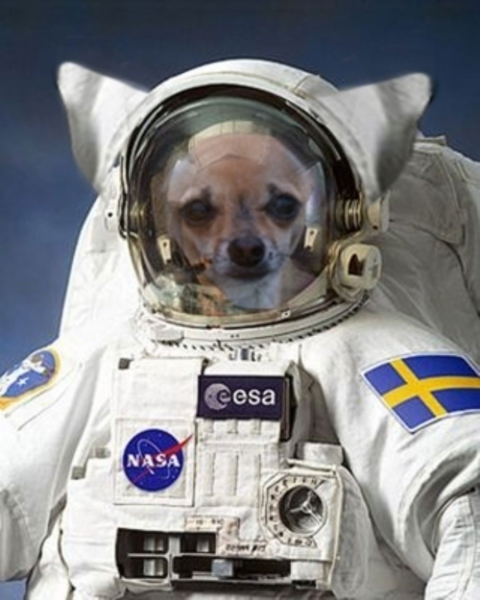 A Chihuahua Astronaut Prepares for an Important Mission
