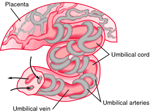 Umbilical cord with umbilical vein and umbilical arteries. From McKinney, 2000.