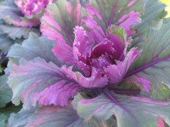Cabbage Benefits and Recipes