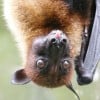 The Large or Malayan Flying Fox - A Fascinating Bat of Asia