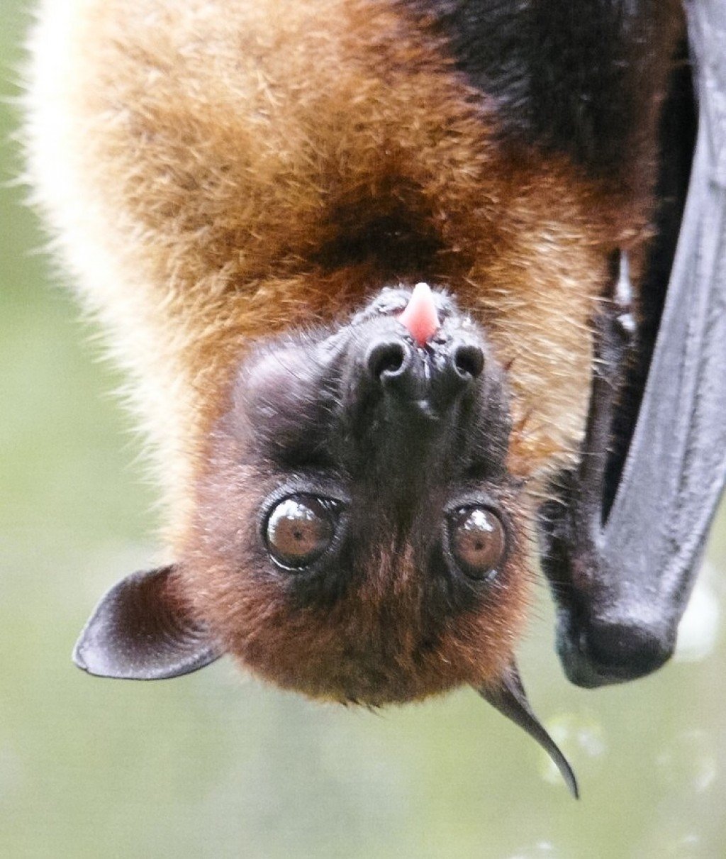 The Large Or Malayan Flying Fox And Some Interesting Bat Facts HubPages