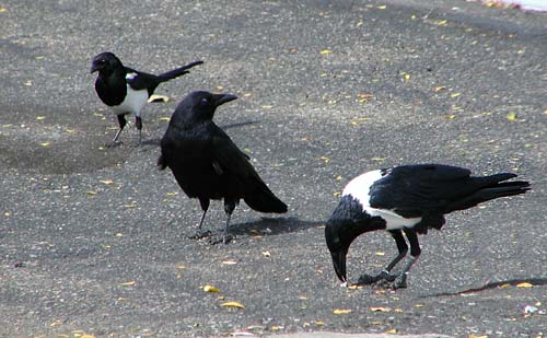 Two Magpies and a Raven