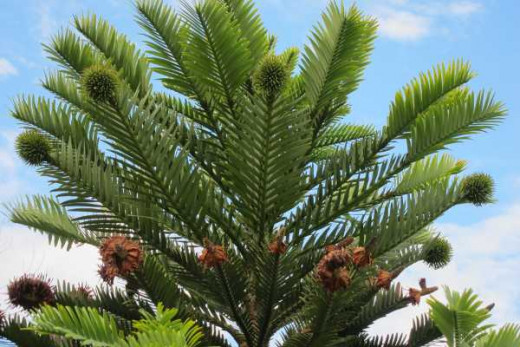 Fern-like foliage of the Wollemi pine