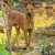 Pariah Dog Pariah Dog
