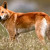 Australian Dingo Australian Dingo